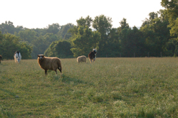 Pasture