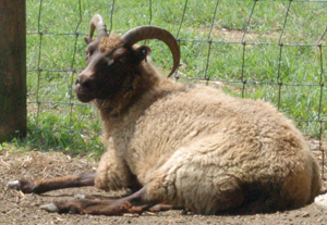 Horns in ewes are a primitive trait
